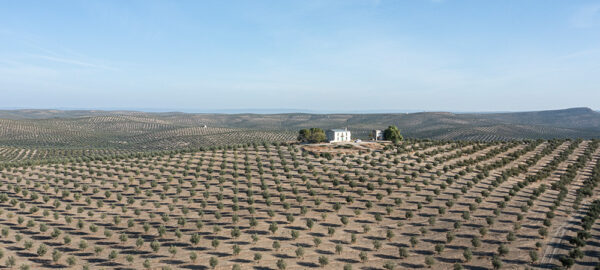 campo de olivos