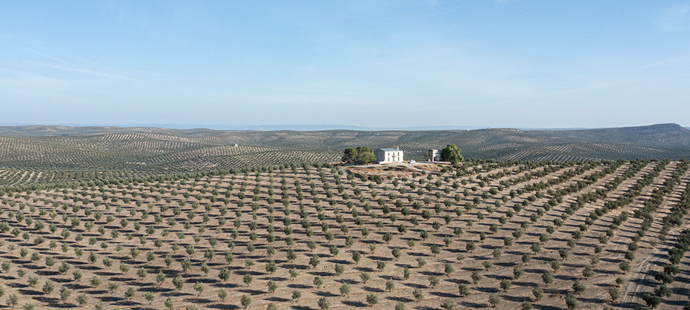 campo de olivos