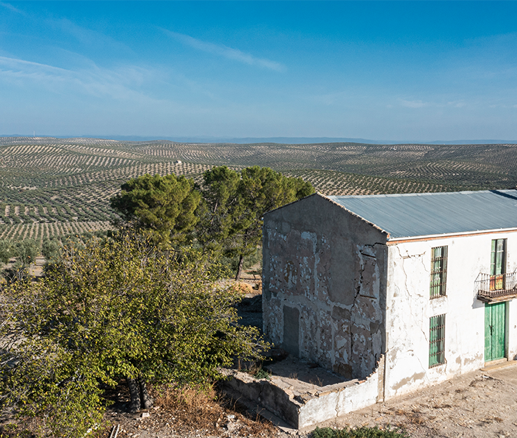 casa campo olivos Aceite Queo