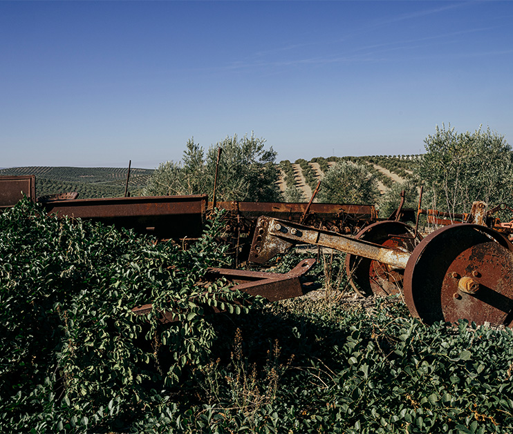 maquinaria antigua para recoger aceitunas