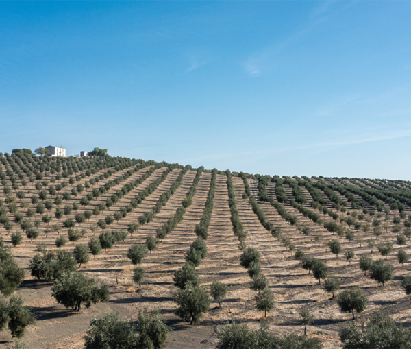 campo olivos