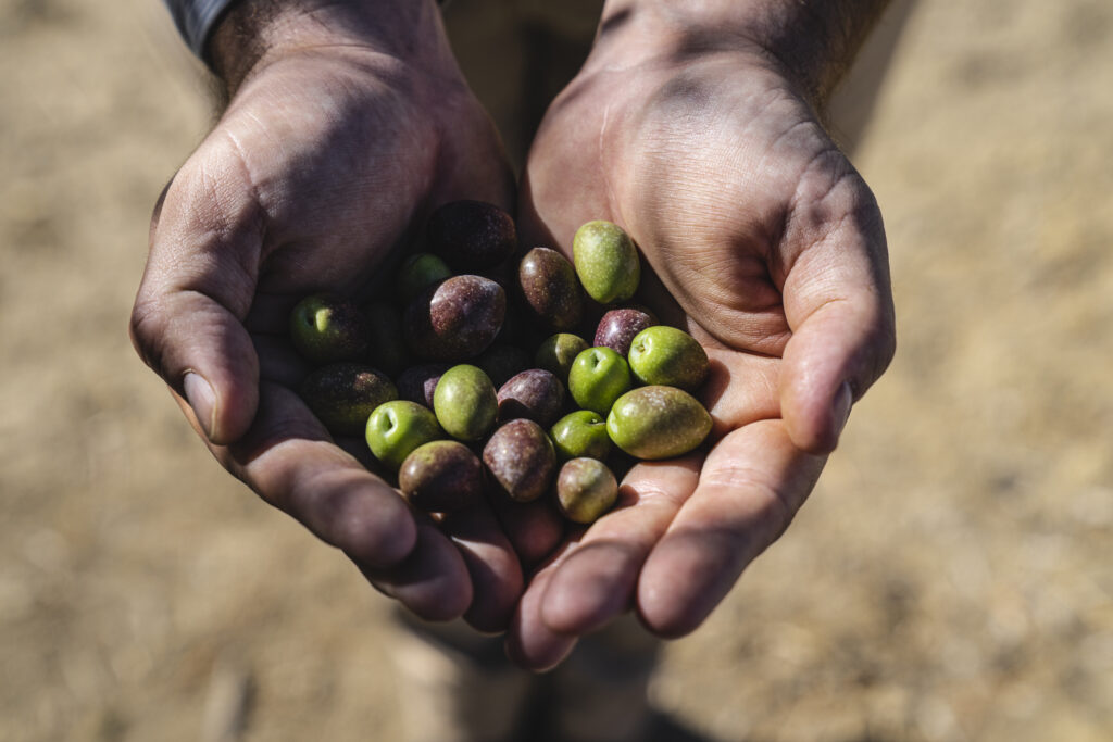 aove ecológico