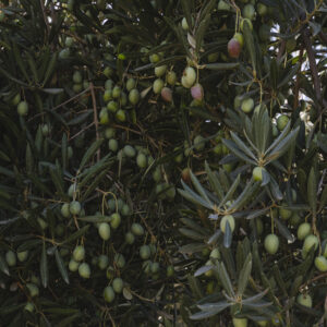 aceituna eco