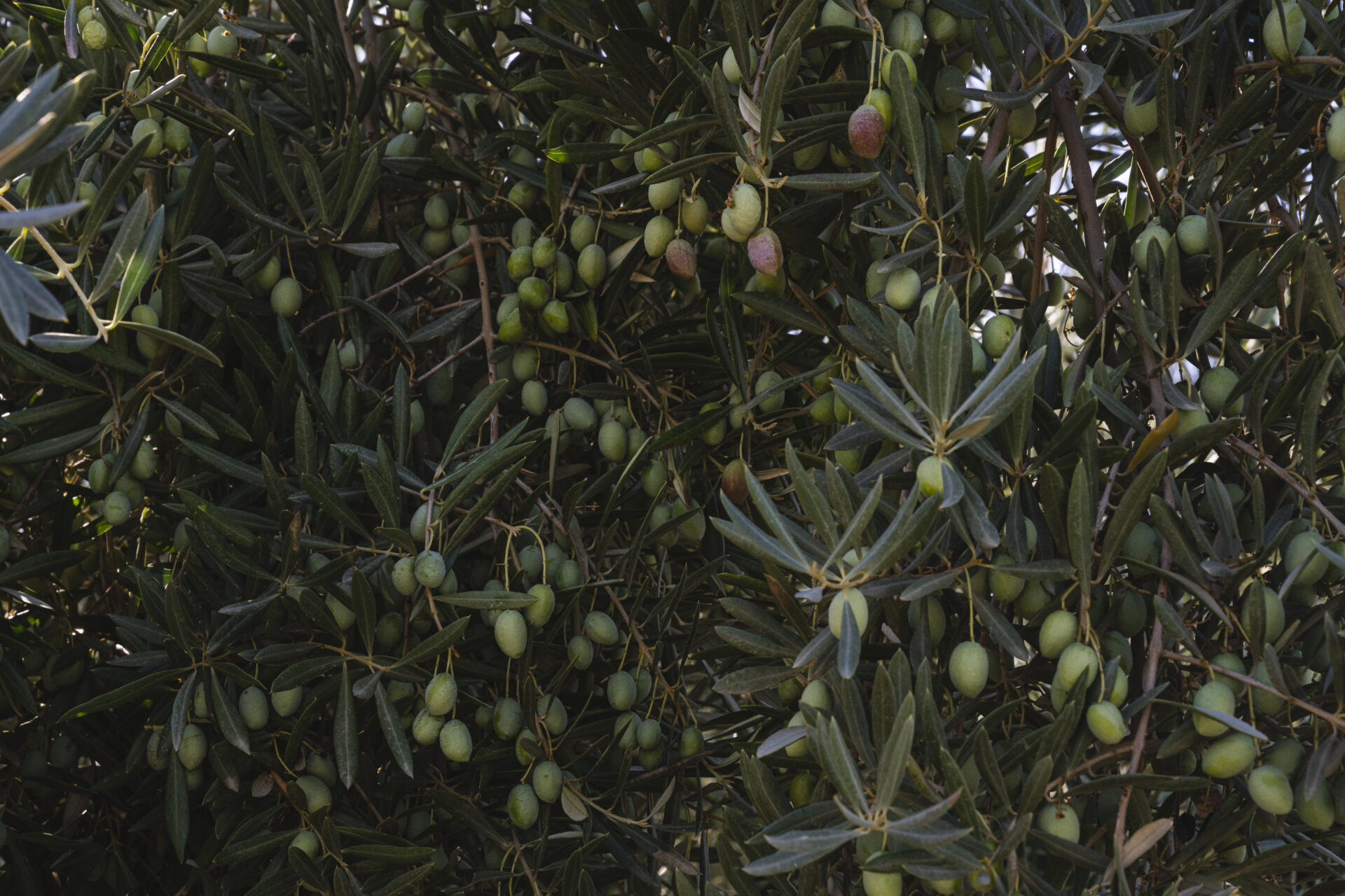 aceituna eco
