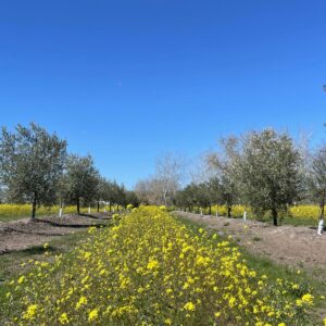 sequia impacto aceite